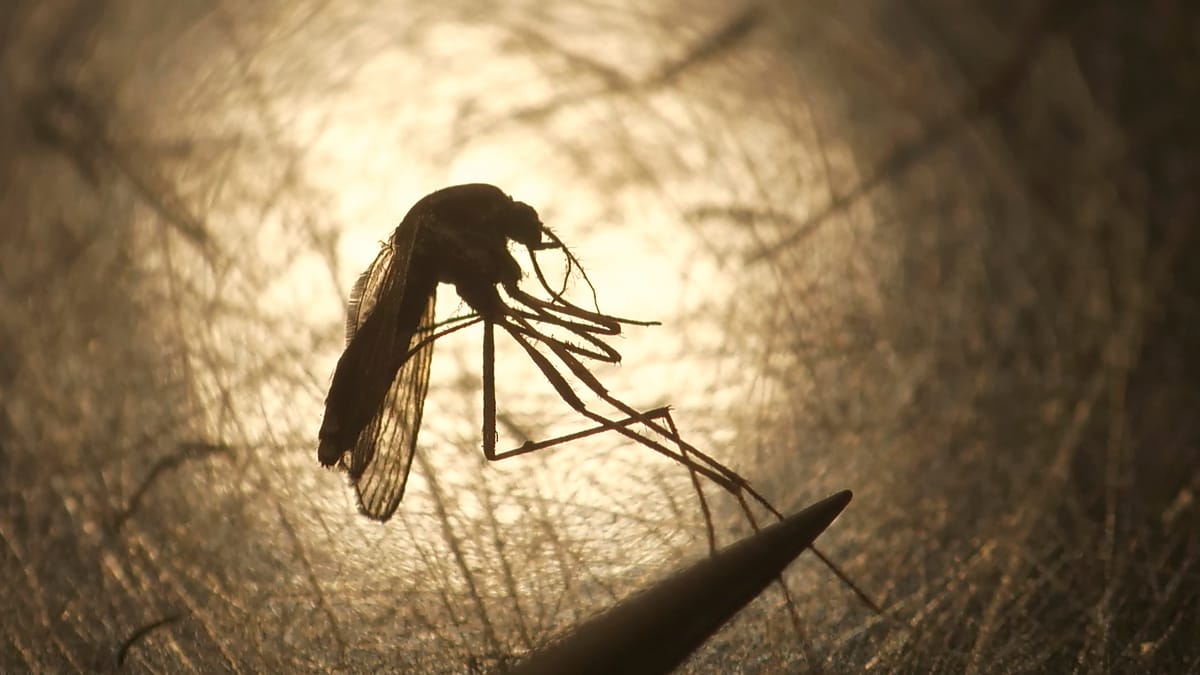 EEE-Virus fordert Todesopfer in den USA - kommt das Virus nach Deutschland?