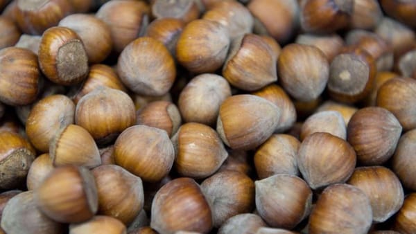 Nuss-Notstand bei Nutella & Co. – Haselnuss-Krise im Vormarsch