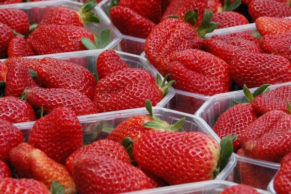 Exportschlager Erdbeere: Ägyptens „rotes Gold“ und die ökologische Quittung